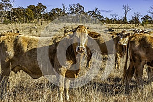 Herd of curious young Charolais cross Brahman cattle.