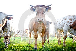 Herd of Curious Young Cows