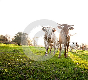 Herd of Curious Young Cows