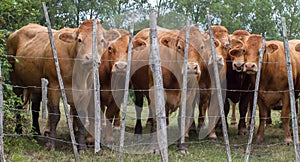 Herd of curious young cows observing behind the meadow fence