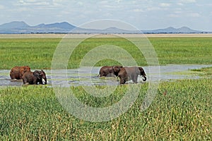 Herd of cute African elephants drinking at a water hole in the Tarangire National Park in Tanzania