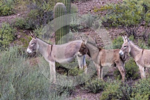 Herd of Cute Wild Burros in the Desert