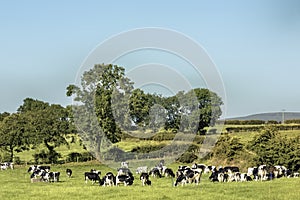 Herd of dairy cattle in a field