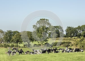 Herd of dairy cattle in a field using strip grazing