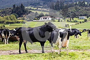 Herd of dairy cattle in La Calera in the department of Cundinamarca close to the city of BogotÃÂ¡ in Colombia photo