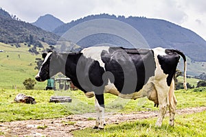 Herd of dairy cattle in La Calera in the department of Cundinamarca close to the city of BogotÃÂ¡ in Colombia photo