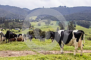 Herd of dairy cattle in La Calera in the department of Cundinamarca close to the city of BogotÃÂ¡ in Colombia photo