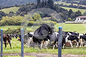 Herd of dairy cattle in La Calera in the department of Cundinamarca close to the city of BogotÃÂ¡ in Colombia photo