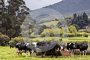 Herd of dairy cattle in La Calera in the department of Cundinamarca close to the city of BogotÃÂ¡ in Colombia photo