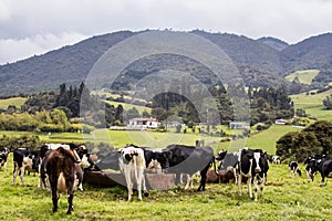 Herd of dairy cattle in La Calera in the department of Cundinamarca close to the city of BogotÃÂ¡ in Colombia photo