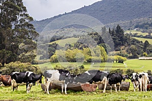 Herd of dairy cattle in La Calera in the department of Cundinamarca close to the city of BogotÃÂ¡ in Colombia photo