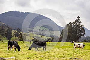 Herd of dairy cattle in La Calera in the department of Cundinamarca close to the city of BogotÃÂ¡ in Colombia photo