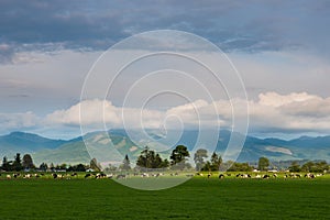 A herd of dairy cattle spotlighted by the setting sun grazing in a green pasture