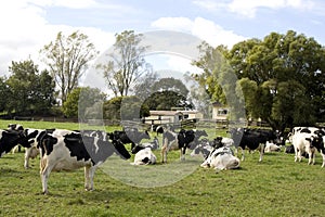 Herd of Dairy Cows