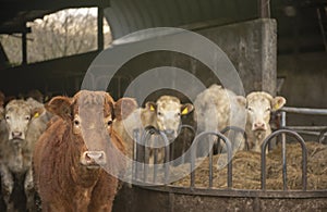 Herd of dairy cows in a barn