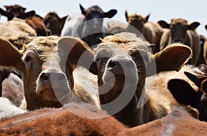 A herd of dairy cows facing the camera