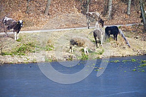 Herd of dairy cows farm animals on the river bank or lake shore