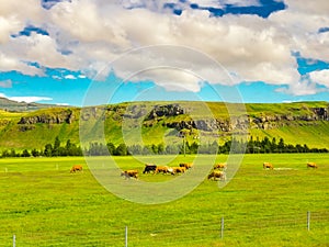 Herd of dairy cows grazing in the pasture