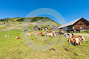 Dairy Cows and Horses on a Mountain Pasture - Italy-Austria Border