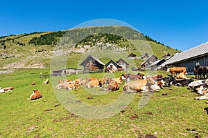 Dairy Cows and Horses on a Mountain Pasture - Italy-Austria Border