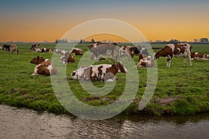 Herd of dairy cows in pasture by the canal at sunset, farming, agriculture, cattle, rural landscape Holland Netherlands
