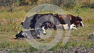 Herd of dairy cows is seen relaxing on pasture