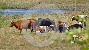 Herd of dairy cows is seen relaxing on pasture near pond