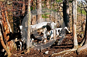 Herd of dairy Holsteins gathers in a woods