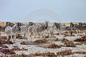 Herd Damara Zebra, Equus burchelli antiquorum, Etosha National P