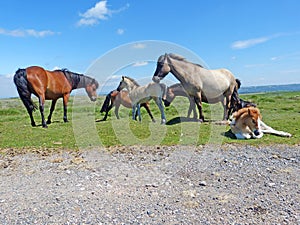 A herd of Dartmoor Ponies.
