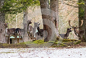 Herd of deer