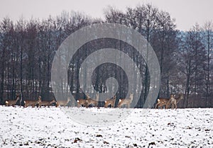 Herd of deer