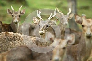 Herd of Deer