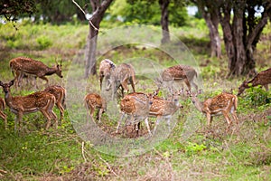 Herd of deer