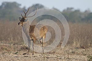 Herd of deer in the Bekol savanna, Baluran National Park, Situbondo, Indonesia.