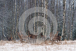 A Herd Of Deer Of Different Ages On A Snow-Covered Field Against The Background Of A Winter Birch Forest. Deers Carefully And Anxi