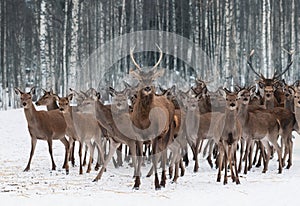 A Herd Of Deer Of Different Sexes And Different Ages, Led By A Curious Young Male In The Foreground.Deer Stag Cervus Elaphus Clo