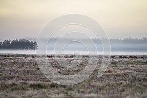 A herd of deer early in the misty morning walks on the field during the rut. Belarus, Naliboki forest