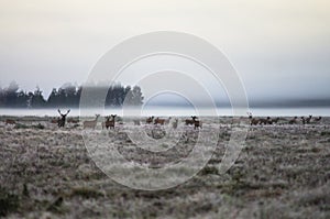 A herd of deer early in the misty morning walks on the field during the rut. Belarus, Naliboki forest