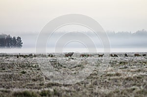 A herd of deer early in the misty morning walks on the field during the rut. Belarus, Naliboki forest