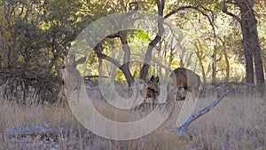 Herd Of Deer With Fawns Graze And Rest In Shade Of Trees Grove In Zion Park