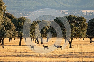 Herd of deer on the field of Cabaneros National Park in Montes de Toledo, Spain photo