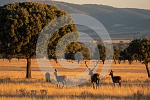 Herd of deer on the field of Cabaneros National Park in Montes de Toledo, Spain photo