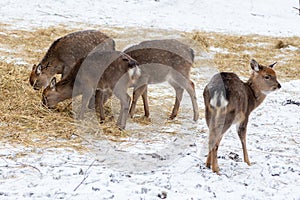 Herd of deer in the forest in winter