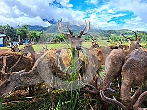 A herd of deer grazing and eating green forage at Ocampo Deer farm in Camarines Sur, Philippines.