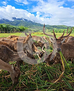 A herd of deer grazing and eating green forage at Ocampo Deer farm in Camarines Sur, Philippines.