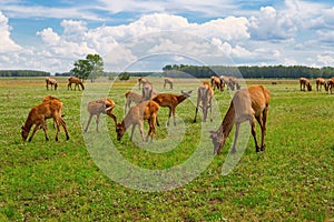 A herd of deer grazing on a green meadow. Wild animals in nature.