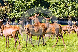 Herd of deer grazing on a lawn