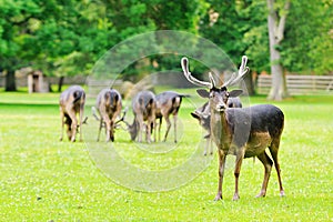 A herd of deer