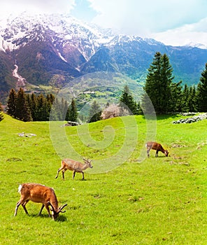 Herd of deer in the mountains